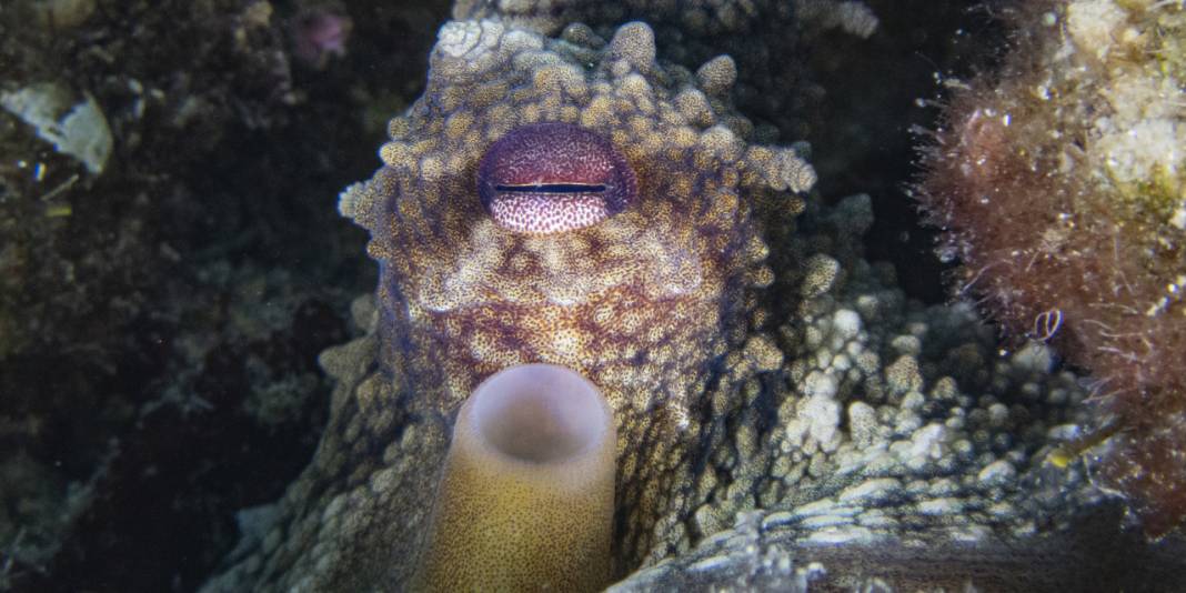 Ahtapot, iskorpit, deniz çıyanı! Bu fotoğrafları gören büyüleniyor 5